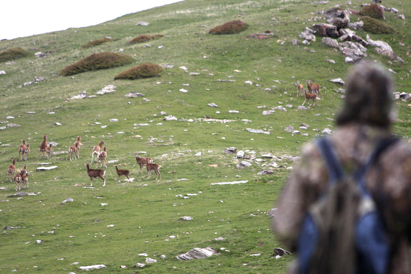 Chasse Photo
